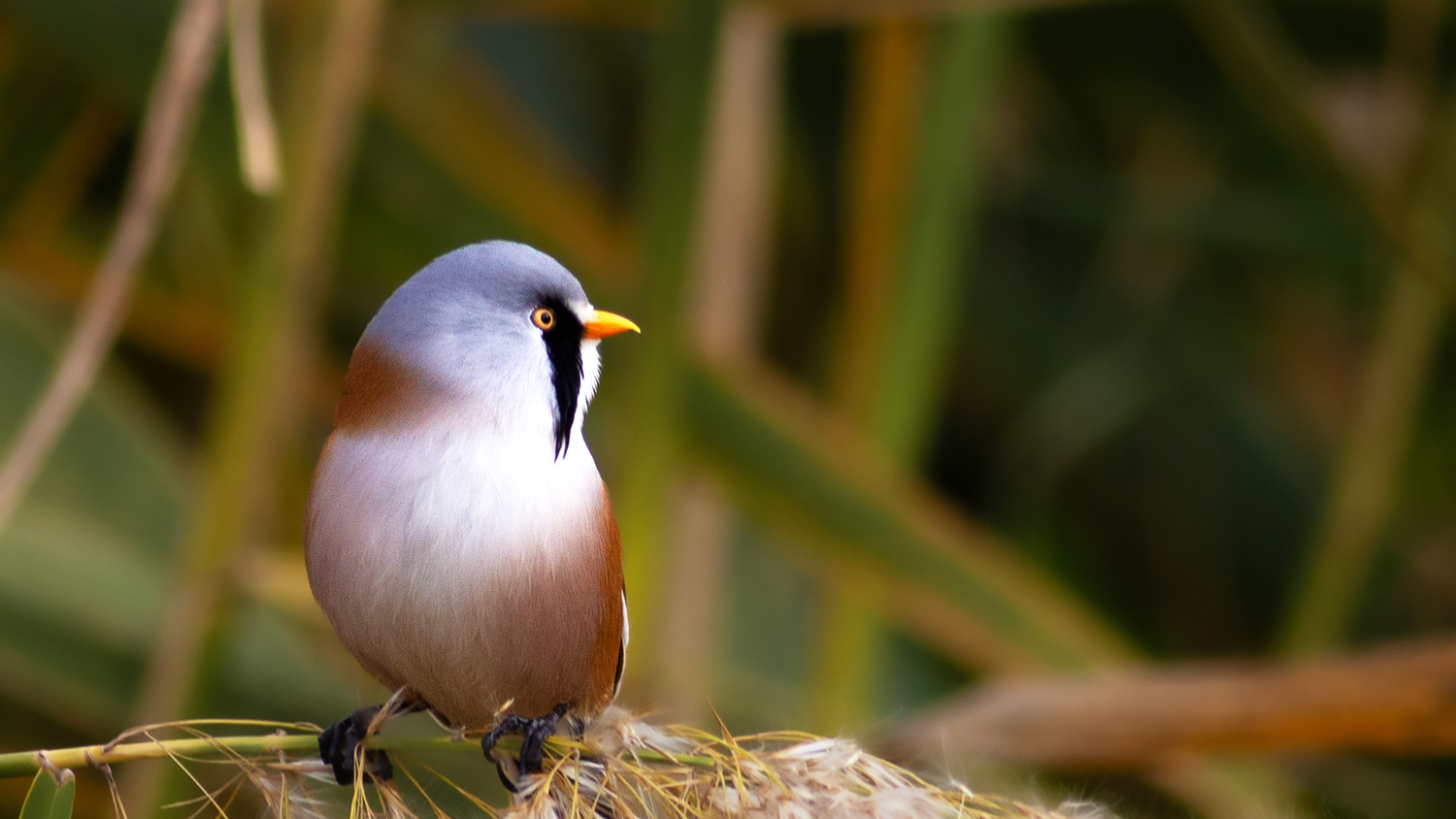 Bearded Reedling